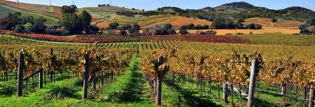 Napa Valley landscape