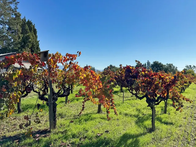 Vineyard rows in Napa Valley