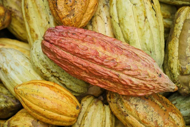 Cacao pods used to make chocolate; illustrative photograph, not a Maui location