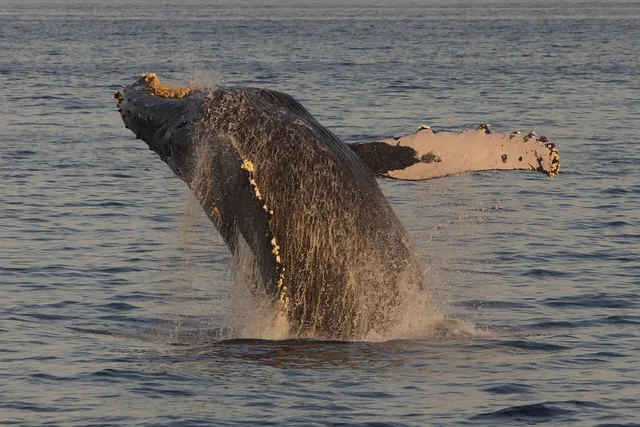 Humpback whale breaching off the Maui coast