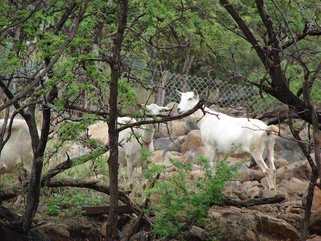 Goats at Surfing Goat Dairy in Kula, Maui